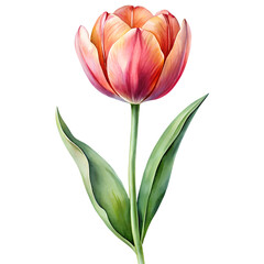 Fototapeta premium Watercolor Tulip isolated on transparent background