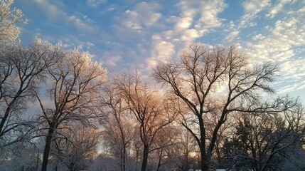 A snowy tree line with frost-covered branches under a cloudy winter sky 