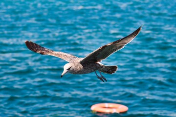 Cabo San Lucas, Mexico