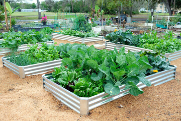 A vegetable garden featuring galvanized metal raised garden beds and wood shaving for mulch, a low...
