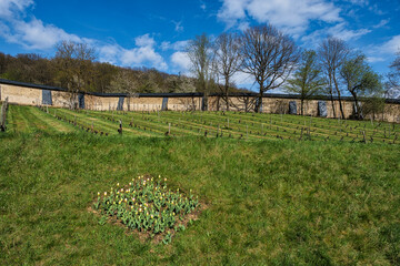 Fototapeta premium A small vineyard in front of a wall in the Rheingau at the beginning of spring