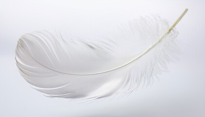 white feather floating in the air isolated on white background