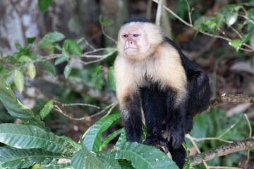 Views of a Panamanian white-headed or white-faced Capuchin Monkey (scientific name Cebus imitator), Panama