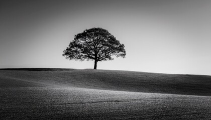 minimalist lone tree on a hill serene black and white landscape photography with solitary nature scene