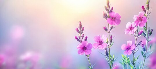 Obraz premium Pink Flowers In The Field, Tranquil Nature Floral Scenic View On Soft Delicate Color Background
