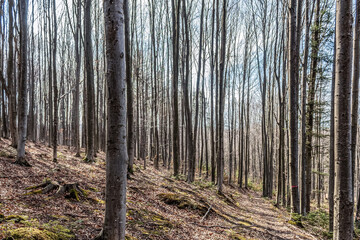 Naklejka premium Forest, Carpathians, Photos of nature - Europe, Eastern Europe, Romania 