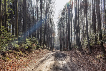 Fototapeta premium Forest, Carpathians, Photos of nature - Europe, Eastern Europe, Romania 