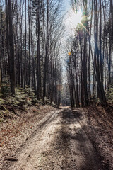 Forest, Carpathians, Photos of nature - Europe, Eastern Europe, Romania 