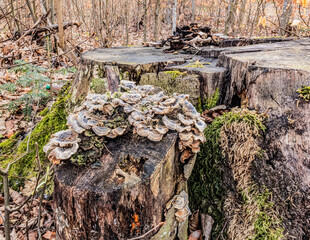 Forest, Carpathians, Photos of nature - Europe, Eastern Europe, Romania 