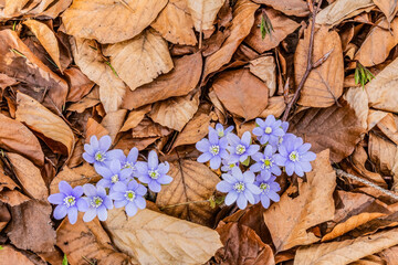 Forest, Carpathians, Photos of nature - Europe, Eastern Europe, Romania 