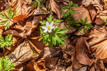 Forest, Carpathians, Photos of nature - Europe, Eastern Europe, Romania 