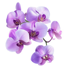 A cluster of vibrant purple orchids showcasing delicate petals and intricate details. © watcharee