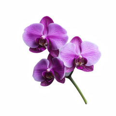 A vibrant purple orchid featuring three blooms with intricate patterns and a delicate stem.