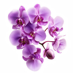 A cluster of vibrant purple orchids showcases intricate petals and delicate blooms, exemplifying beauty in nature.