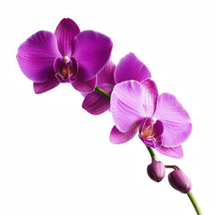 Fototapeta premium A vibrant purple orchid with delicate petals and a graceful stem, showcasing multiple blooms and buds in an elegant arrangement.