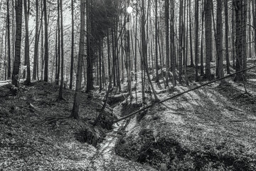 Naklejka premium Forest, Carpathians, Photos of nature - Europe, Eastern Europe, Romania 