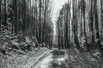Fototapeta premium Forest, Carpathians, Photos of nature - Europe, Eastern Europe, Romania 