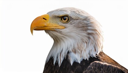 Obraz premium american bald eagle isolated on white or white background