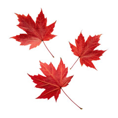 Obraz premium Vibrant red maple leaves arranged artistically transparency background evoke sense of autumn
