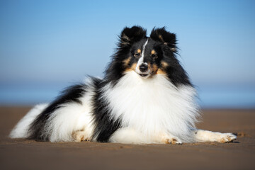 cute shetland sheepdog dog lying on sand on the beach
