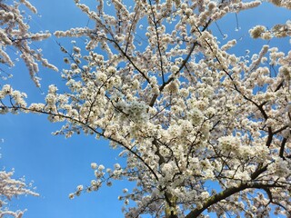 Spring blossom of an apple tree with blue skies on a background. Landscape photos taken while traveling.These images show the harmony of beautiful nature and architecture. White- Pink Flowers.