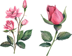 Fototapeta premium pink rose isolated on white