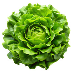 Fototapeta premium cabbage isolated on white background