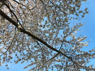 Spring blossom of an apple tree with blue skies on a background. Landscape photos taken while traveling.These images show the harmony of beautiful nature and architecture. White- Pink Flowers.