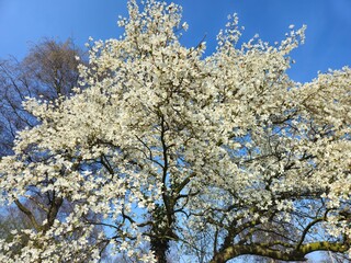 Spring blossom of an apple tree with blue skies on a background. Landscape photos taken while traveling.These images show the harmony of beautiful nature and architecture. White- Pink Flowers.