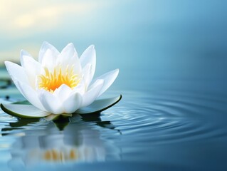 Single lotus flower in still pond with space for text above