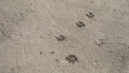 Animal paw prints on sandy beach, nature trail exploration, wildlife tracking, outdoor adventure symbol