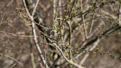 Budding branches in early spring, nature awakening, seasonal renewal, new beginnings, natural growth