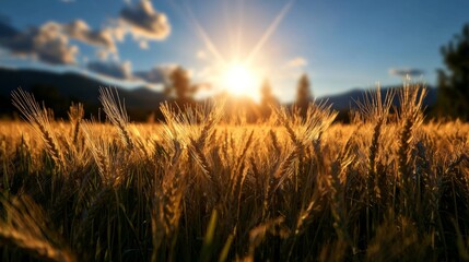 Golden Wheat Field at Sunset with Warm Light and Breathtaking Landscape