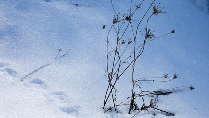 Snow-covered dry plant in winter, symbolizing tranquility and solitude, perfect for Christmas or New Year