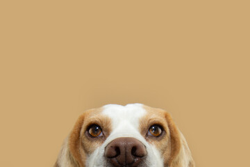 Close-up beagle puppy dog peeking up looking at camera. Isolated on beige brown background