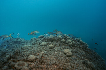 Beautiful image of big fish school of Common Two-Banded Seabream, Diplodus vulgaris. Benidorm, Spain