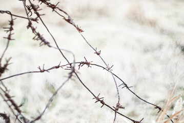 Worn barbed wire lying across dry grass in a rural setting during the afternoon light