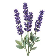 Obraz premium A Bunch of Lavender Flowers Isolated on Transparent Background