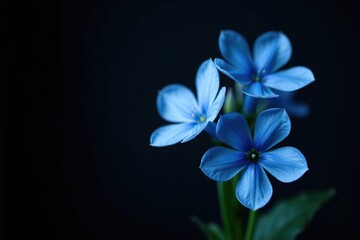 Blue flower bouquet with various shades of blue blooms against a dark black background,  special occasion,  background