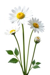 Fototapeta premium Chamomile flowers isolated on white background with crisp details, nature, white background