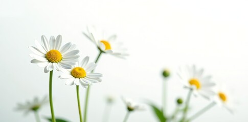 Chamomile flowers isolated on white, crisp details, full depth of field,  health,  natural remedy
