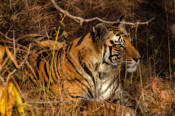 A majestic Royal Bengal Tiger rests in the shade at Sanjay Dhubri Tiger Reserve, Madhya Pradesh, India. Wild tiger in natural habitat, wildlife conservation focus.