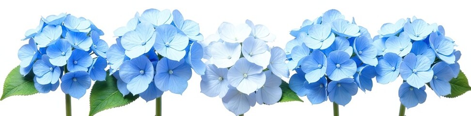 Blue hydrangea flowers isolated on a clean white background,  freshness,  white background