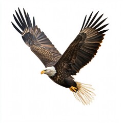 Fototapeta premium Bald eagle with wings lifted mid-glide