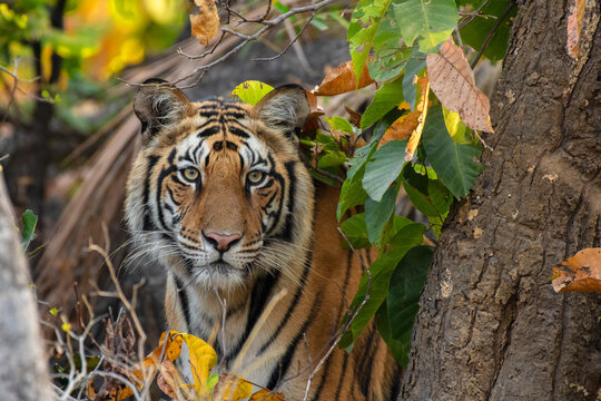 A majestic Royal Bengal Tiger rests in the shade at Sanjay Dhubri Tiger Reserve, Madhya Pradesh, India. Wild tiger in natural habitat, wildlife conservation focus.