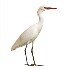 Obraz premium White Bird with Reddish Beak on White Background