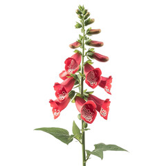 Striking Red Foxglove Flower with Tall Tubular Blooms Isolated on Transparent Background