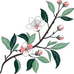 cherry blossom without background