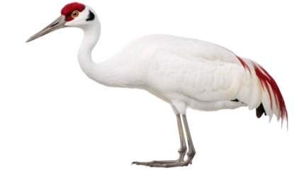 Elegant White Crane with Distinctive Red Crown and Yellow Eye Posing Gracefully on White Background