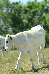 Obraz premium Side view, medium distance of, a single Cracker baby cow, standing in a tropical, fenced field, under mid-day sunlight